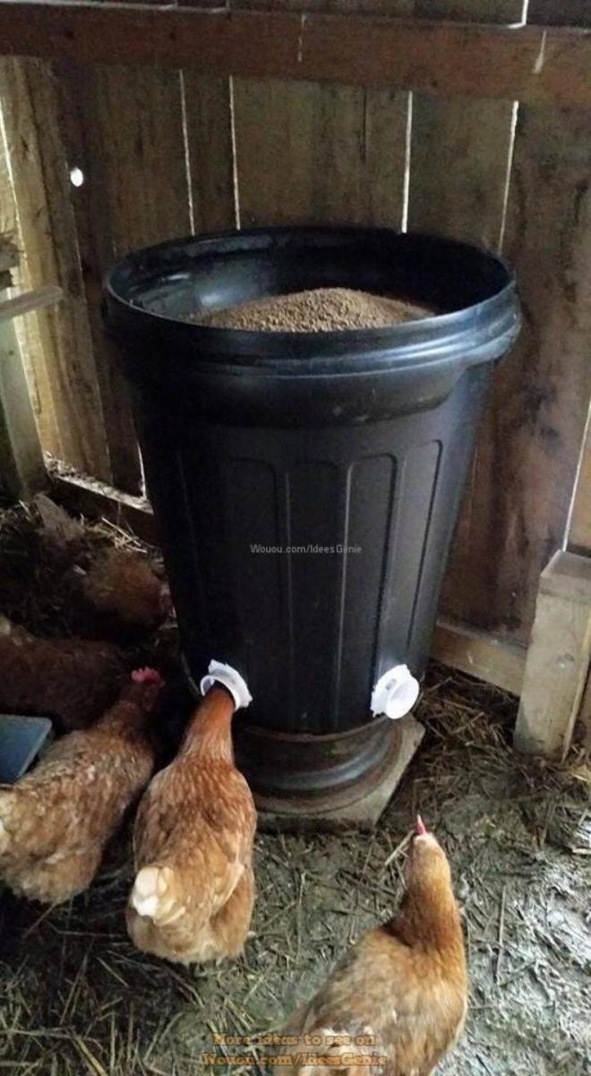 poulailler-a-la-maison-7