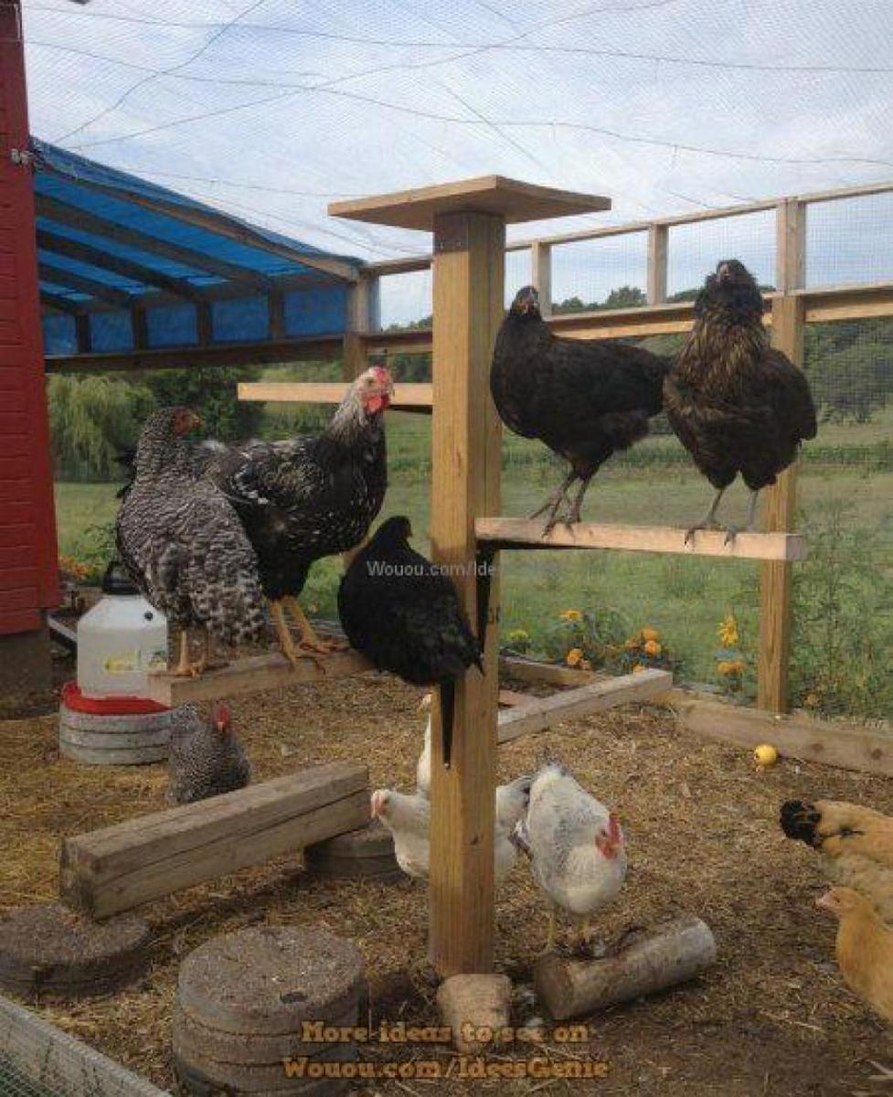 poulailler-a-la-maison-8