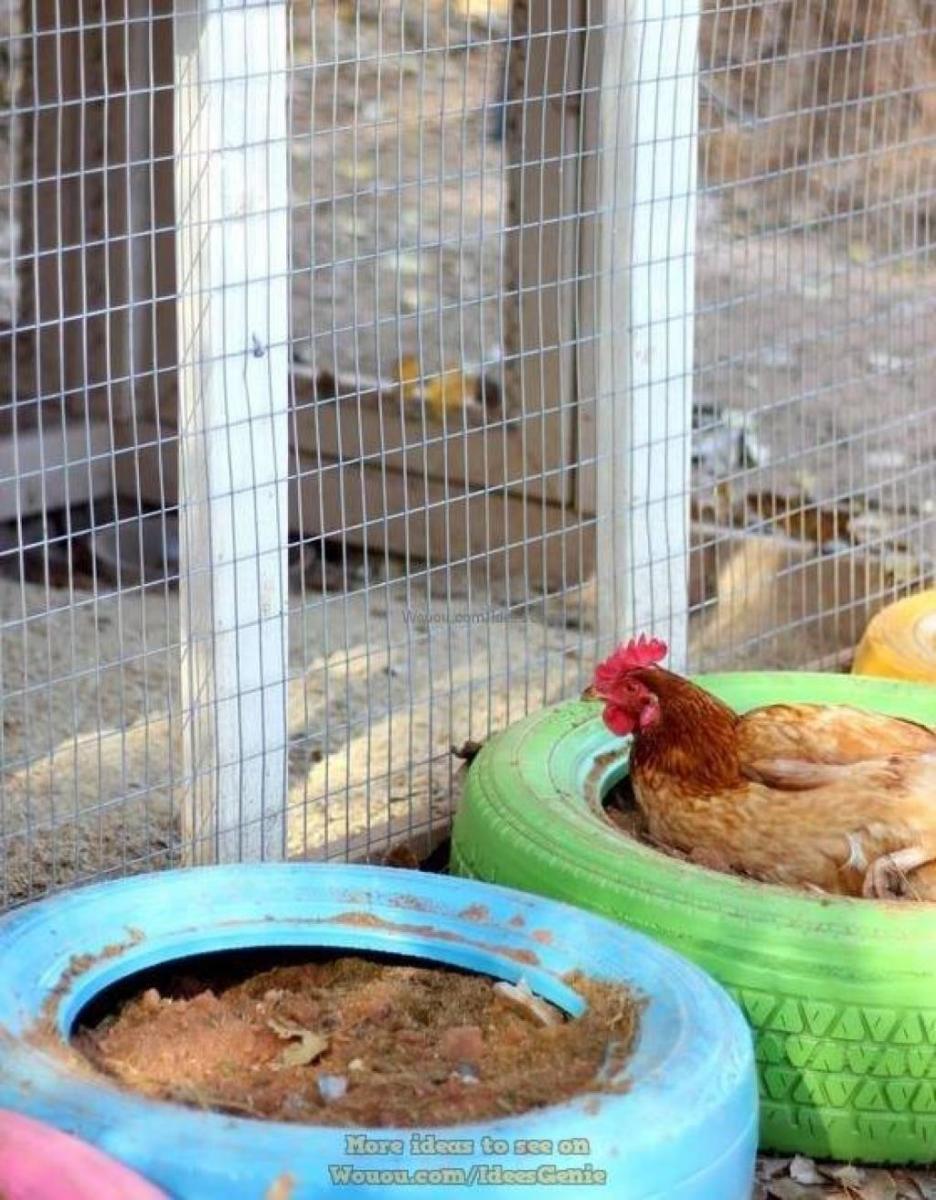 poulailler-a-la-maison-92