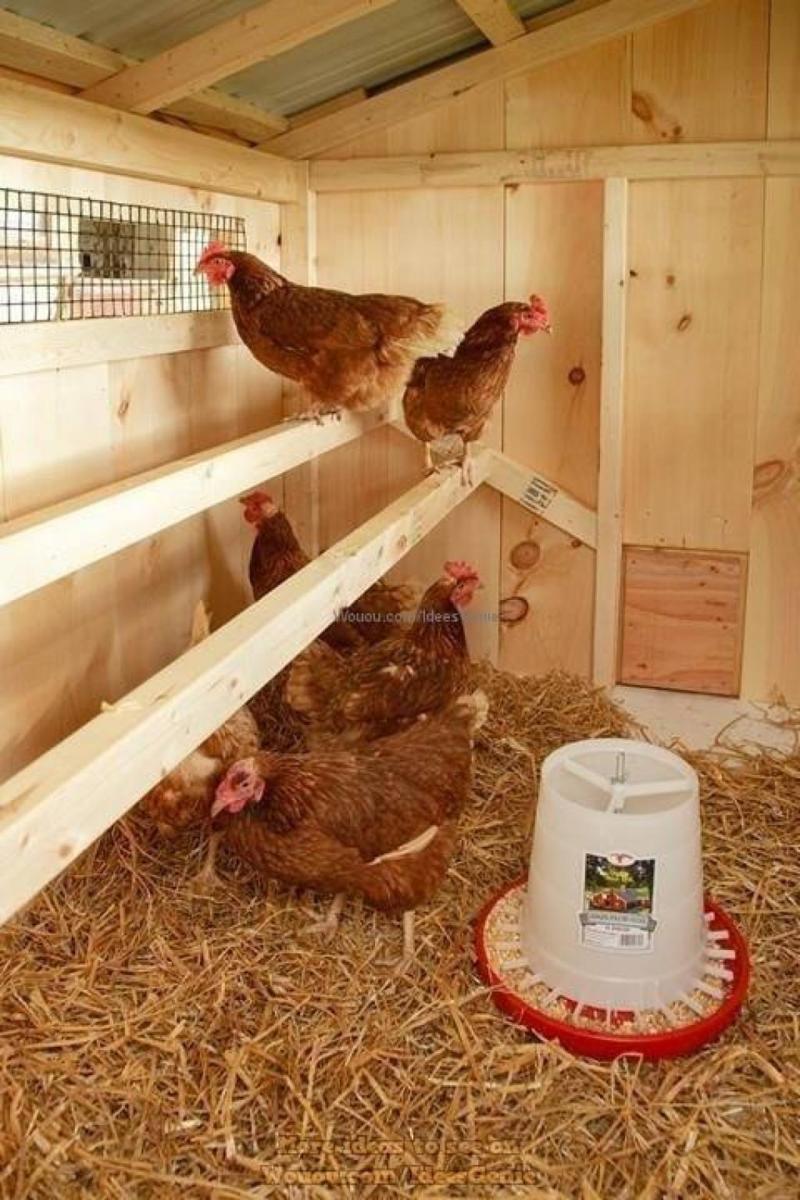 poulailler-a-la-maison-996