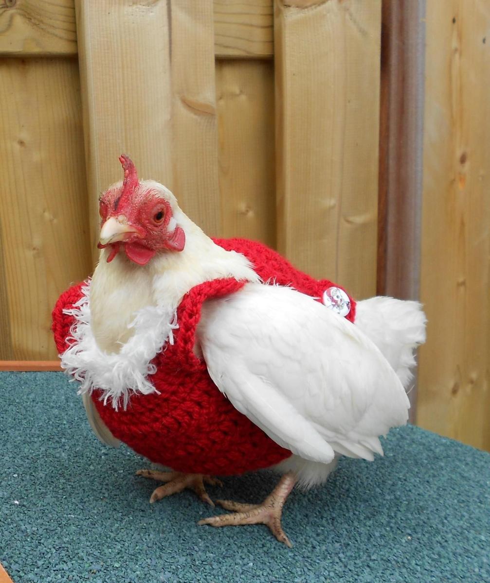 poulet-Noel-chic-1