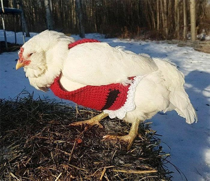 poulet-Noel-chic-9