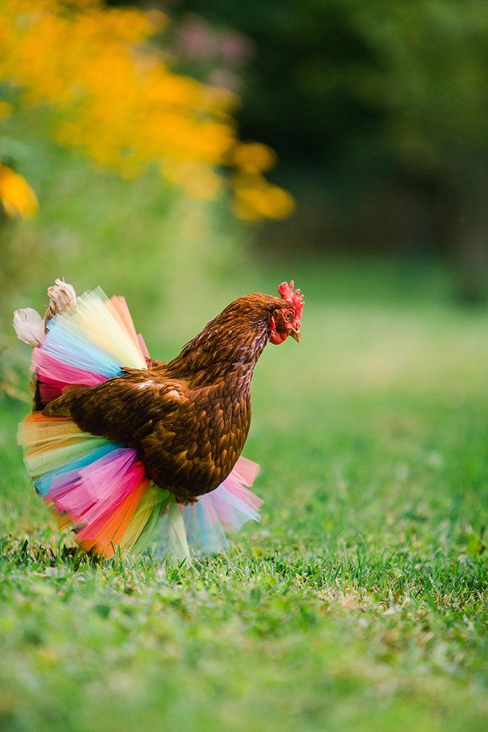 poulets-en-tutu-5