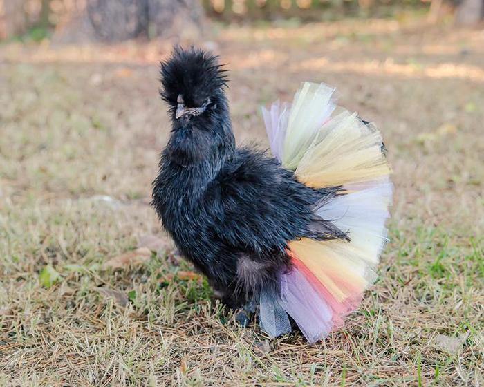 poulets-en-tutu-9
