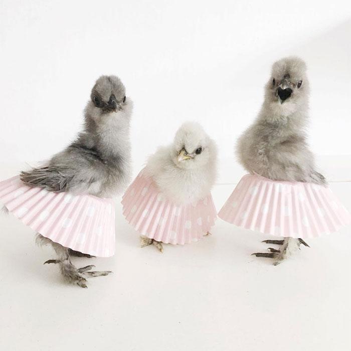 poulets-en-tutu-97