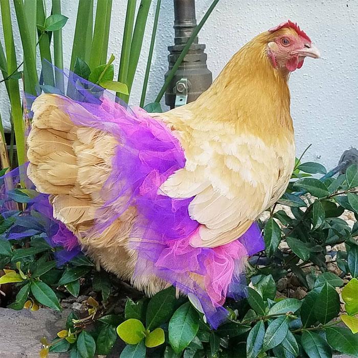 poulets-en-tutu-99