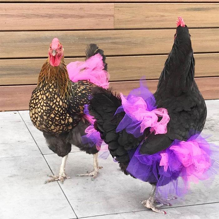 poulets-en-tutu-995