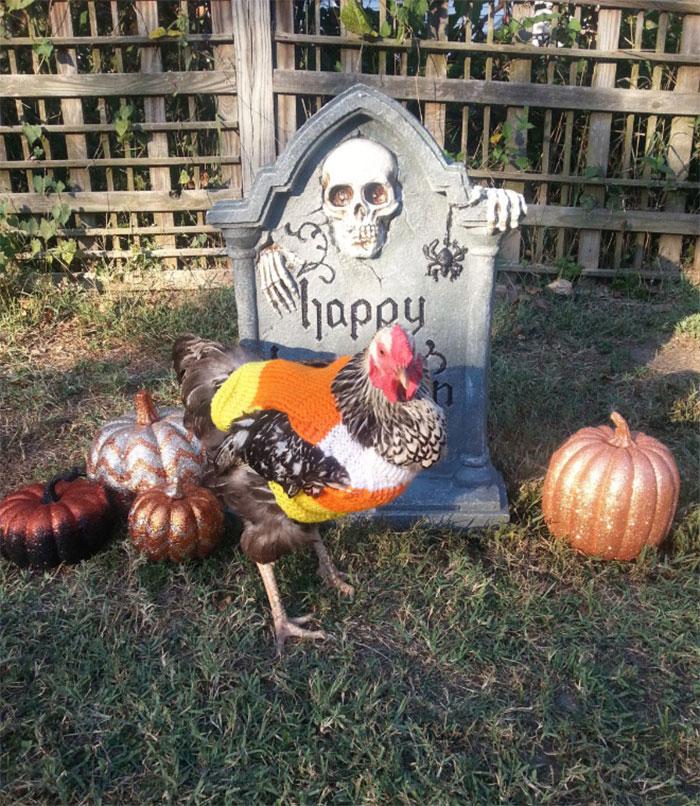 poulets-mode-collection-automne10