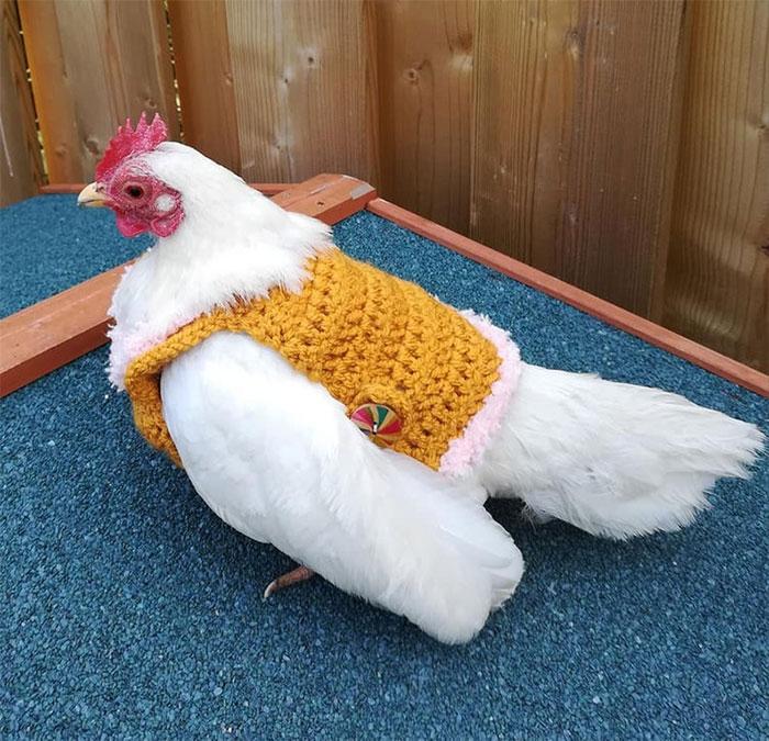 poulets-mode-collection-automne23