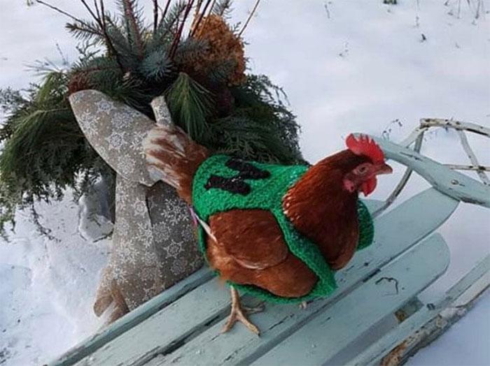 poulets-mode-collection-automne28