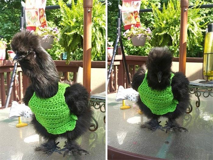 poulets-mode-collection-automne9