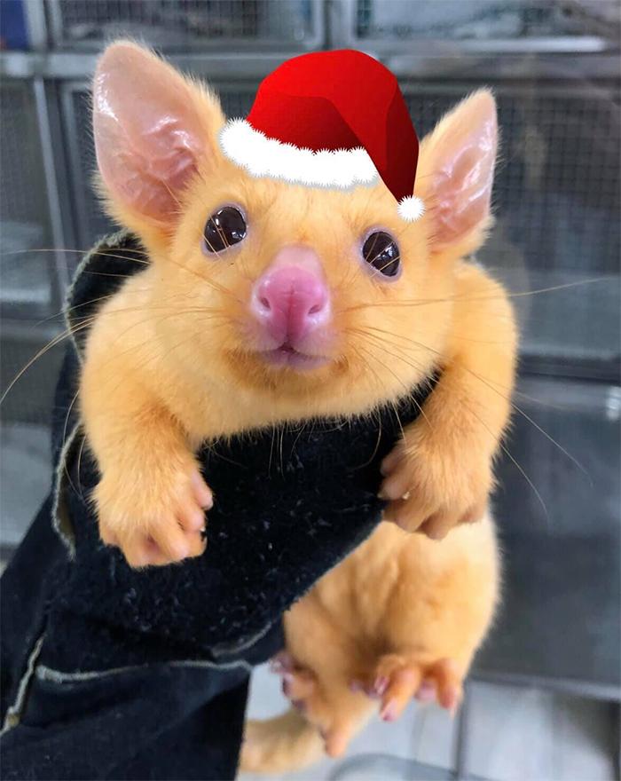 rare-adorable-golden-possum