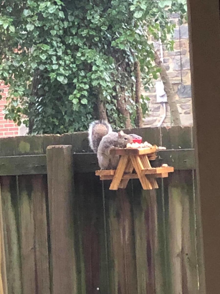 rick-kalinowski-table-pique-nique-ecureuils-3