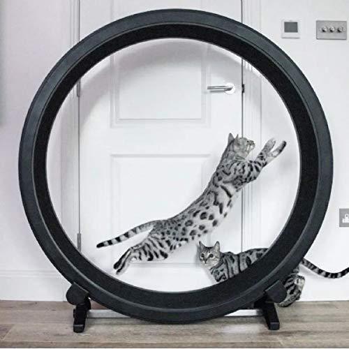 roue-a-chat