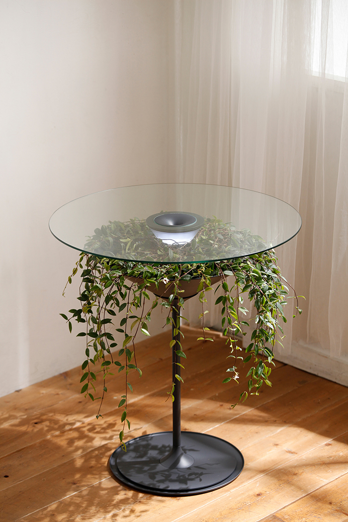 table-plante-suspendue-1