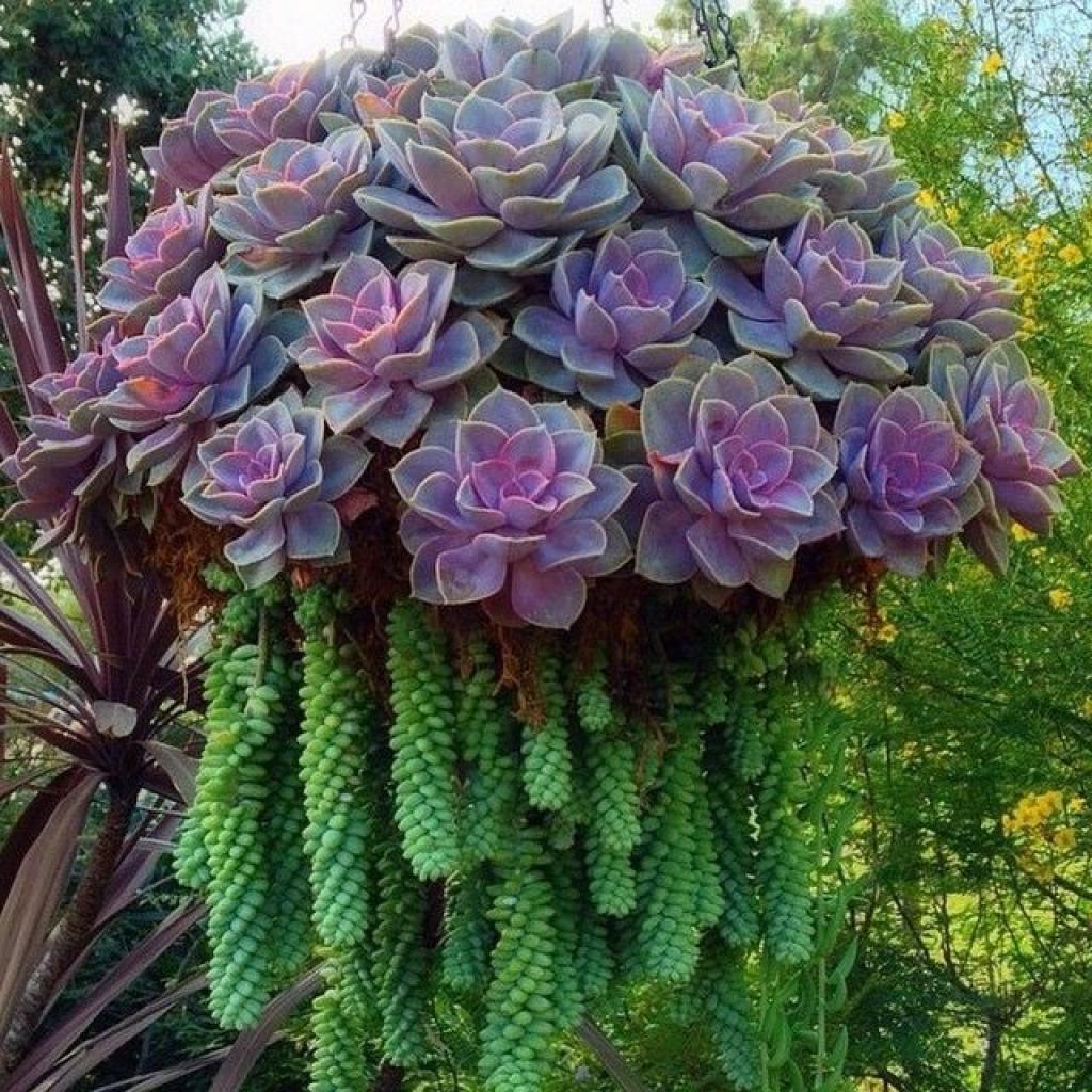 tendance-jardinage-été-2020-3