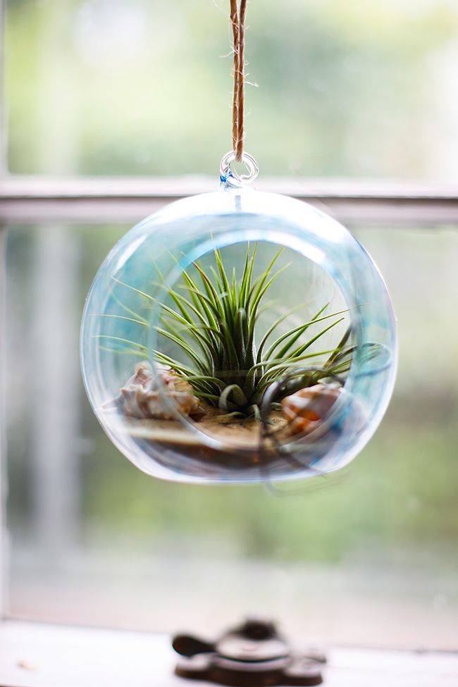 terrarium-3