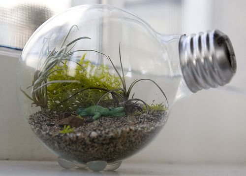 terrarium-4