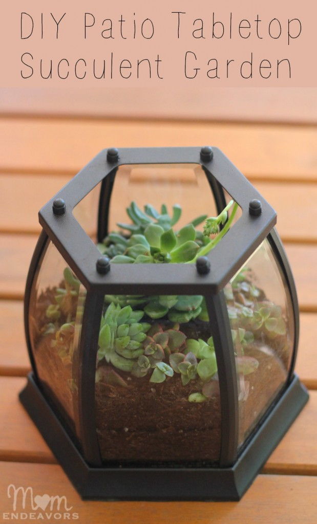 terrarium-6