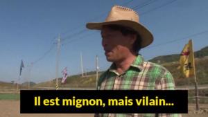 cheval-fait-le-mort-995