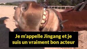 cheval-fait-le-mort-996