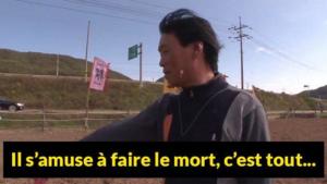 cheval-fait-le-mort-997