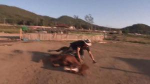 cheval-prétend-être-mort-5