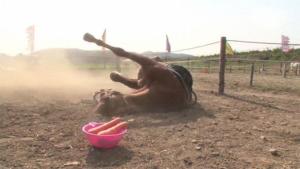 cheval-prétend-être-mort-92