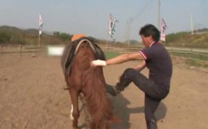 cheval-prétend-être-mort-97