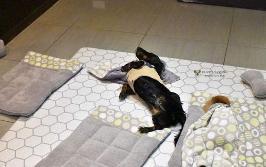 une-garderie-pour-chiots-9