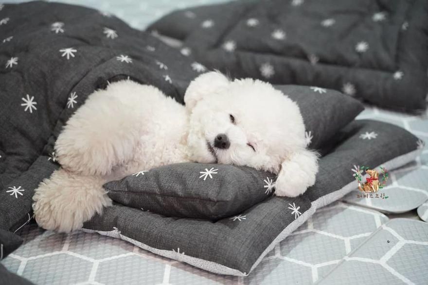 une-garderie-pour-chiots-992