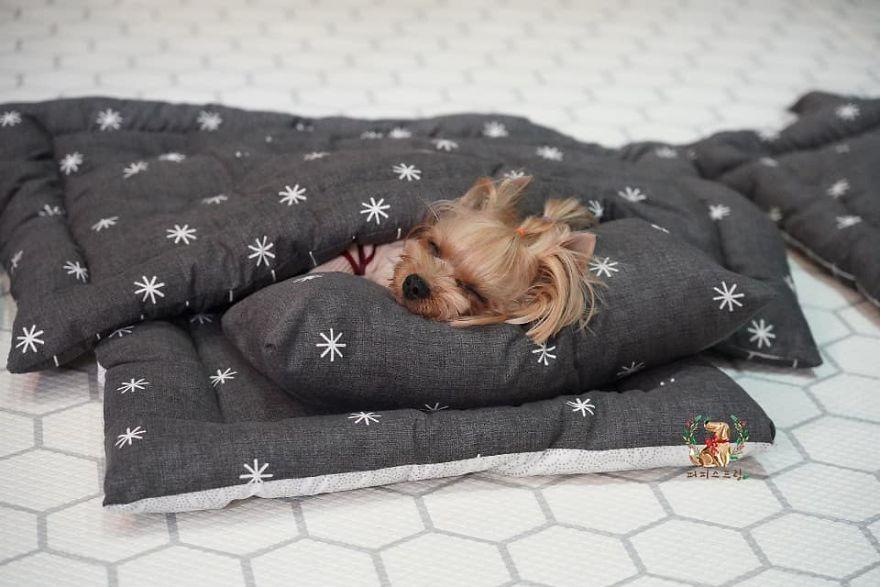 une-garderie-pour-chiots-995